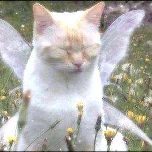 Meet your Posher, Aniah